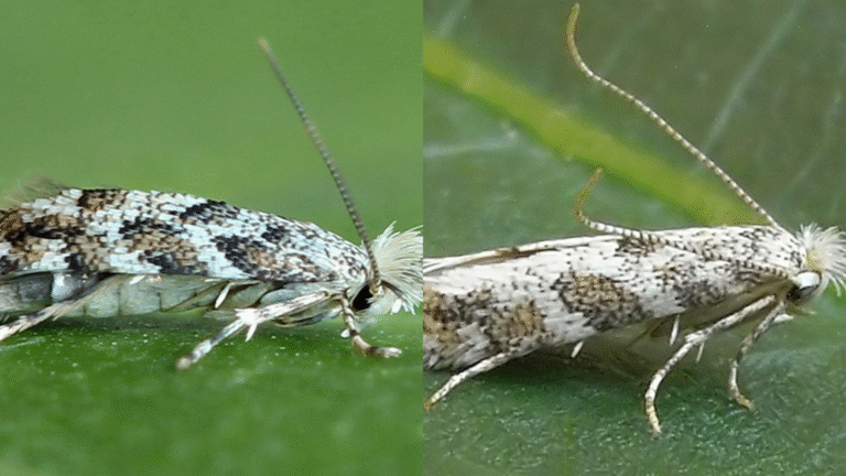 pholikolaphilie